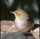 Silvereye_thumb.jpg