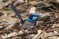 Superb-Fairywren-Myrtleford.jpg