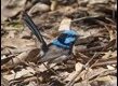 Superb-Fairywren-Myrtleford_thumb.jpg