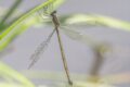 Synlestes-weyersii-female-Mitta-Mitta.jpg