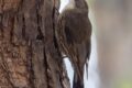 White-throated-Treecreeper.jpg