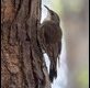 White-throated-Treecreeper_thumb.jpg
