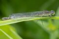 Coenagrion-lunulatum-female.jpg