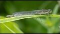 Coenagrion-lunulatum-female_thumb.jpg