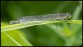 Coenagrion lunulatum female