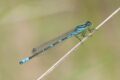 Irish-Damselfly-Netherlands.jpg