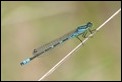 Irish Damselfly, Netherlands