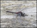 Leucorrhinia rubicunda, Netherlands