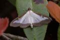 Box-Moth-LHospital-du-Larzac.jpg