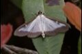 Box-Moth-LHospital-du-Larzac_thumb.jpg