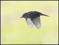 Flycatcher, Fanjeaux