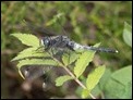 Leucorrhinia albifrons, Netherlands