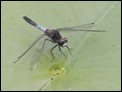 Leucorrhinia caudallis, Netherlands