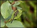 Leucorrhinia dubia, Netherlands (1 of 2)