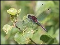 Leucorrhinia dubia, Netherlands (2 of 2)