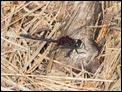 Leucorrhinia dubia, Netherlands-2