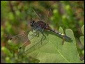 Leucorrhinia pectoralis, Netherlands