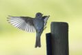 Spotted-Flycatcher-Fanjeaux.jpg
