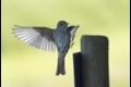 Spotted-Flycatcher-Fanjeaux_thumb.jpg