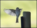 Spotted Flycatcher, Fanjeaux