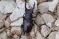 Stag-Beetle.jpg