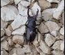 Stag-Beetle_thumb.jpg