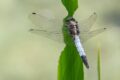 White-tailed-Skimmer-Maison-du-Parc.jpg
