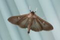 Box-tree-Mothmelanic-LHospitalet-du-Larzac.jpg