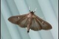 Box-tree-Mothmelanic-LHospitalet-du-Larzac_thumb.jpg