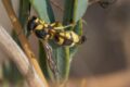 Potter-Wasp-Madrigal-de-la-Vera-Spain.jpg