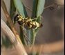 Potter-Wasp-Madrigal-de-la-Vera-Spain_thumb.jpg