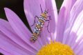 Ailanthus-webworm-Atteva-aurea-1-of-1.jpg