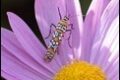 Ailanthus-webworm-Atteva-aurea-1-of-1_thumb.jpg