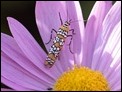 Ailanthus webworm (Atteva aurea) (1 of 1)