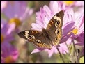 Common Buckeye (Junonia coenia) (1 of 1)