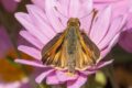 Draco-Skipper-Polites-draco.jpg