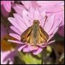 Draco Skipper (Polites draco)