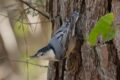 Sitta-carolinensis-White-breasted-Nuthatch-1-of-2.jpg