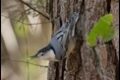 Sitta-carolinensis-White-breasted-Nuthatch-1-of-2_thumb.jpg