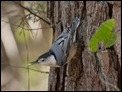 Sitta carolinensis (White-breasted Nuthatch) (1 of 2)