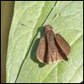 UNknown Skipper