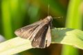 possibly-Eufala-Skipper-Lerodea-eufala.jpg