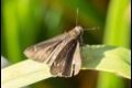 possibly-Eufala-Skipper-Lerodea-eufala_thumb.jpg