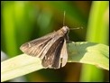 possibly Eufala Skipper (Lerodea eufala)