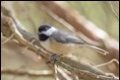 probably-Poecile-carolinensis-Carolina-Chickadee_thumb.jpg