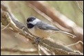 probably Poecile carolinensis (Carolina Chickadee)