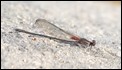 American Rubyspot