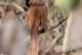 Brown-Thrasher.jpg