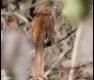 Brown-Thrasher_thumb.jpg