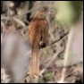 Brown Thrasher